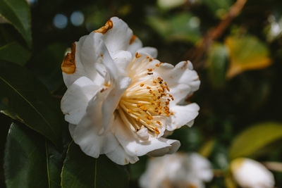 Close-up of white rose