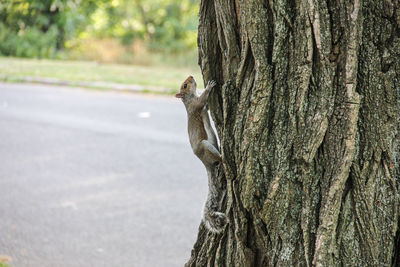 Close-up of tree trunk