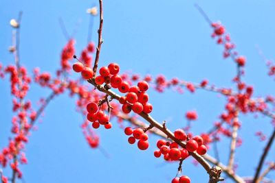 Low angle view of berries growing on tree against sky