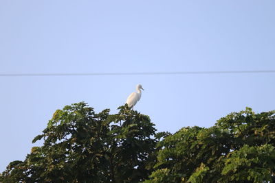 Low angle view of seagull perching on a tree