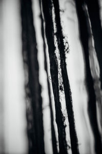 Close-up of plant against blurred background