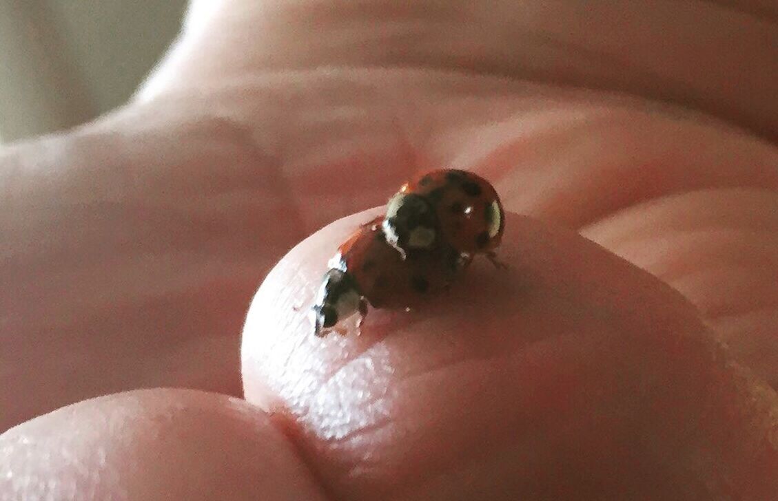 animal themes, one animal, animals in the wild, wildlife, person, close-up, part of, insect, human finger, holding, selective focus, ladybug, unrecognizable person, focus on foreground, cropped, nature, indoors