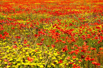 Full frame shot of red flowers on field