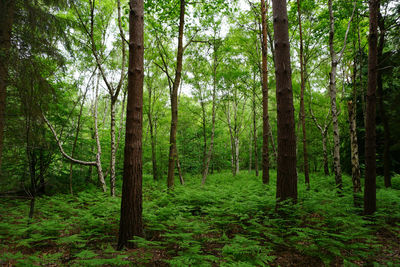 Trees in forest