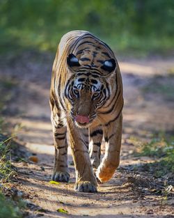 Close-up of tiger