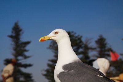 Low angle view of seagull against clear sky