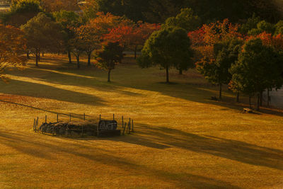 Trees on field in park during autumn