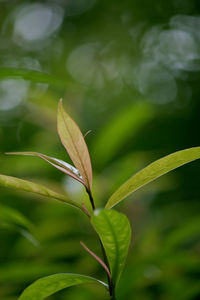 Close-up of green leaves