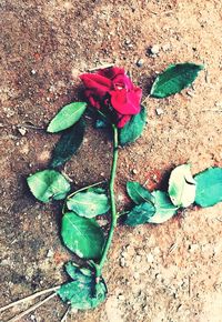 High angle view of rose roses on land