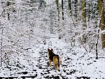 View of a horse on snow covered field
