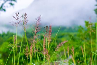 Close-up of plant growing on field against sky