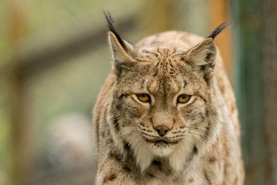 Close-up portrait of a cat