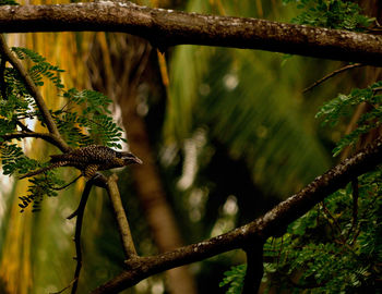Close-up of bird perching on branch