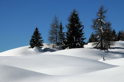 Trees on snow covered landscape against clear sky