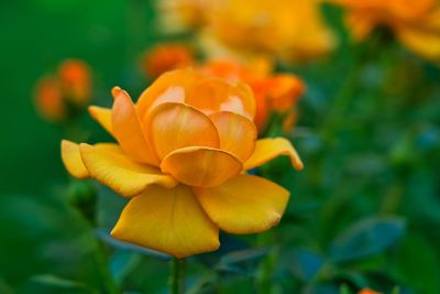 Close-up of orange flower