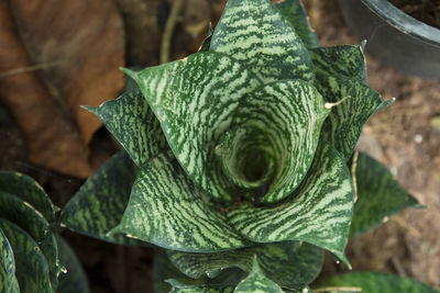 Close-up of succulent plant