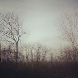 bare tree