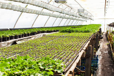 Plants growing in greenhouse