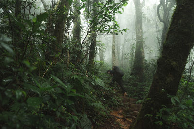 A man is walking on the path toward mountain top in the middle of forest