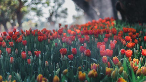 Close-up of red tulips in field