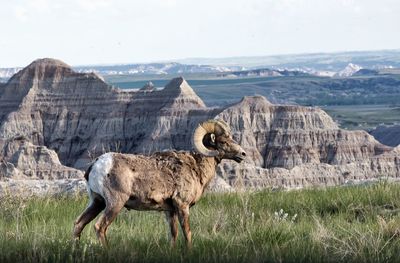 Big horn sheep ram in badlands national park