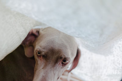 Close-up portrait of dog