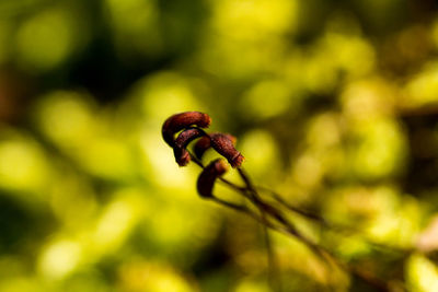 Close-up of buds growing outdoors