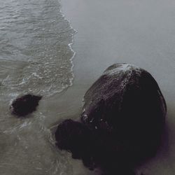 Trees in water