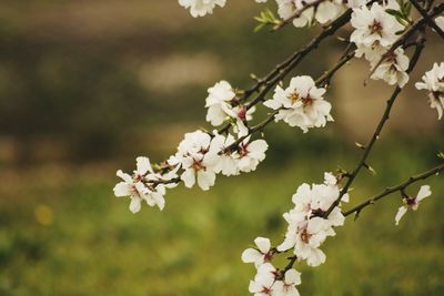 Close-up of cherry blossoms