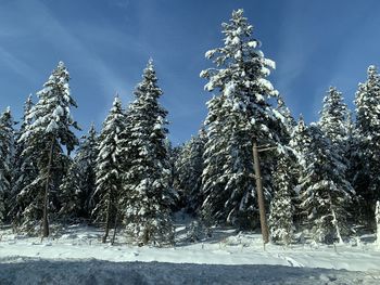 Pine trees on snow covered field against sky