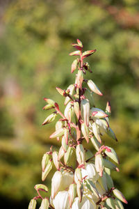 Close-up of flowering plant