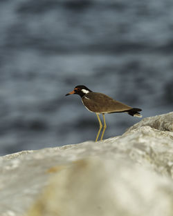 Close-up of seagull perching on rock