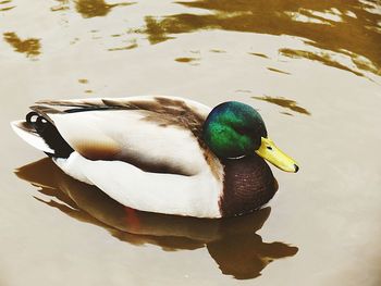 High angle view of mallard duck swimming on lake