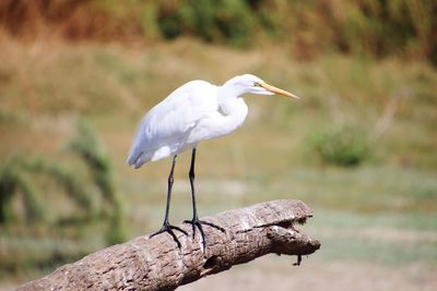 Close-up of bird perching on wood