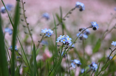 Close-up of purple flowering plants