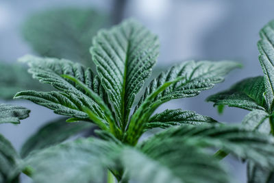 Close-up of fresh green leaves