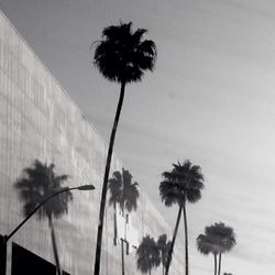 Low angle view of palm trees