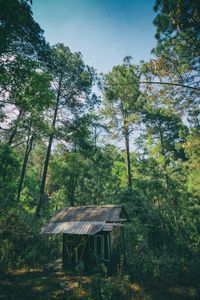 Trees by plants in forest against sky