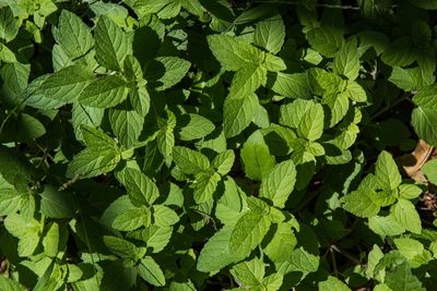 Full frame shot of fresh green leaves