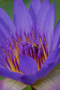 Close-up of passion flower blooming outdoors