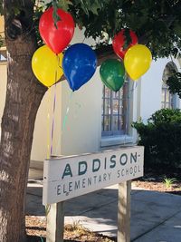 Multi colored balloons on tree