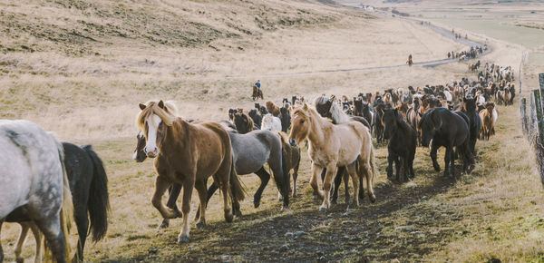 Horses running on field