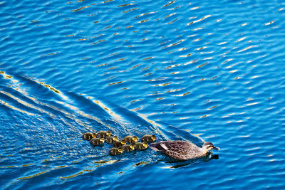 High angle view of duck family swimming in sea
