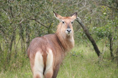 Animal standing on grassy field in forest