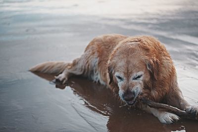 Close-up of dog at beach