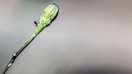 Close-up of wet plant