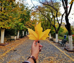 Person holding maple leaves during autumn