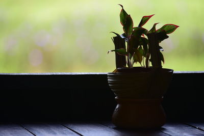 Close-up of potted plant on table