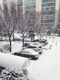 Snow covered trees