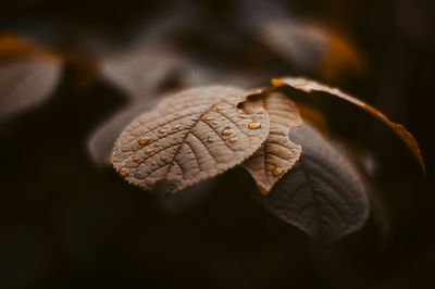 Close-up of dried autumn leaf